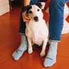 Calcetines originales Madre de mascotas