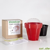 Kit de Autocultivo Plantas Carnívoras