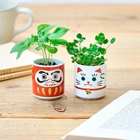 Lucky Plant,  mini maceta con albahaca dulce muñeco Daruma